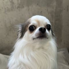 Подробнее об объявлении «Найдена собака кобель помогите найти собаку пожалуйста Могилев» Фото: найдена собака Чихуахуа «Найдена собака кобель помогите найти собаку...» в г. Могилев