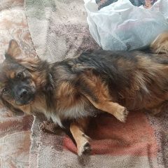 Картинка найдена собака В городе Кемерово обнаружилась собачка. Кемерово