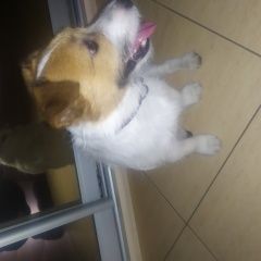 Подробнее об объявлении «Найдена собака Гомель» Фото: найдена собака  «Найдена собака Гомель» в г. Гомель