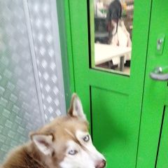 Подробнее об объявлении «Найдена собака кобель хаски, кобель Лобня» Фото: найдена собака  «Найдена собака кобель хаски, кобель Лобня» в г. Лобня