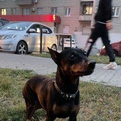 Подробнее об объявлении «Найдена собака кобель в ленинском районе на улице чапаева 23 Екатеринбург» Фото: найдена собака  «Найдена собака кобель в ленинском районе на...» в г. Екатеринбург