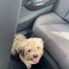 Подробнее об объявлении «Найдена собака кобель болонка мальчик Калининград (Кенигсберг)» Фото: найдена собака Мальтийская болонка «Найдена собака кобель болонка мальчик...» в г. Калининград (Кенигсберг)