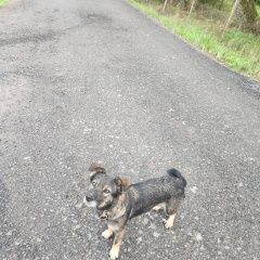 Подробнее об объявлении «Найдена собака кобель срочно нужен дом щенку Калуга» Фото: найдена собака  «Найдена собака кобель срочно нужен дом щенку...» в г. Калуга