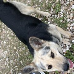 Подробнее об объявлении «Лотошино Найдена собака лужки» Фото: найдена собака  «Лотошино Найдена собака лужки» в г. Лотошино