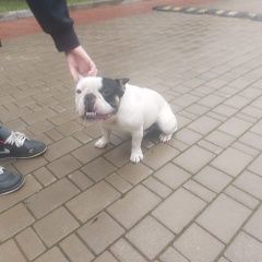 Подробнее об объявлении «Одинцово Найдена собака кобель французский бульдог» Фото: найдена собака Французский бульдог «Одинцово Найдена собака кобель французский бульдог» в г. Одинцово