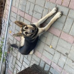 Подробнее об объявлении «Гатчина Найдена собака кобель» Фото: найдена собака Немецкая овчарка «Гатчина Найдена собака кобель» в г. Гатчина