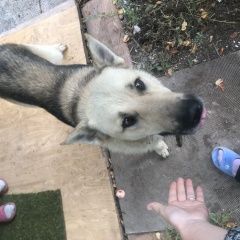 Подробнее об объявлении «Найдена собака кобель в снт проектировщик «зинино» Уфа» Фото: найдена собака Староанглийская овчарка «Найдена собака кобель в снт проектировщик...» в г. Уфа