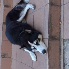 Подробнее об объявлении «Найдена собака кобель хаска, глаза голубые Адлер» Фото: найдена собака  «Найдена собака кобель хаска, глаза голубые Адлер» в г. Адлер