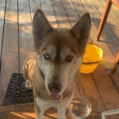 Подробнее об объявлении «Найдена собака в районе села радонеж Хотьково» Фото: найдена собака  «Найдена собака в районе села радонеж Хотьково» в г. Хотьково