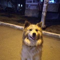 Подробнее об объявлении «Найдена собака кто потерял собаку Нижний Тагил» Фото: найдена собака  «Найдена собака кто потерял собаку Нижний Тагил» в г. Нижний Тагил