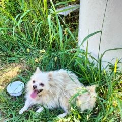 Подробнее об объявлении «Найдена собака возможно шпиц Сочи» Фото: найдена собака  «Найдена собака возможно шпиц Сочи» в г. Сочи