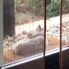 Подробнее об объявлении «Найдена собака йоркширский терьер Истра» Фото: найдена собака Йоркширский терьер «Найдена собака йоркширский терьер Истра» в г. Истра