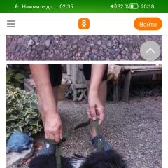 Подробнее об объявлении «Найдена собака кобель отзовитесь пожалуйста кому нужен настоящ Анапа» Фото: найдена собака  «Найдена собака кобель отзовитесь пожалуйста...» в г. Анапа