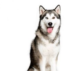 Подробнее об объявлении «Найдена собака Ярославль» Фото: найдена собака  «Найдена собака Ярославль» в г. Ярославль