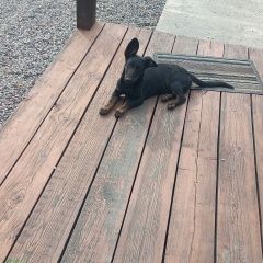 Подробнее об объявлении «Найдена собака кобель Кызыл» Фото: найдена собака Такса «Найдена собака кобель Кызыл» в г. Кызыл