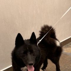 Подробнее об объявлении «Найдена собака Санкт-Петербург» Фото: найдена собака  «Найдена собака Санкт-Петербург» в г. Санкт-Петербург