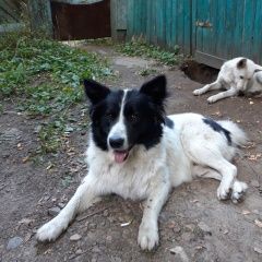Подробнее об объявлении «Найдена собака кобель Иркутск» Фото: найдена собака Бордер колли «Найдена собака кобель Иркутск» в г. Иркутск