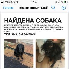 Подробнее об объявлении «Раменское Найдена собака» Фото: найдена собака  «Раменское Найдена собака» в г. Раменское