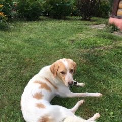 Подробнее об объявлении «Найдена собака Чехов» Фото: найдена собака Гончая «Найдена собака Чехов» в г. Чехов