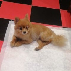 Подробнее об объявлении «Найдена собака шпиц рыжая девочка Тула» Фото: найдена собака Померанский шпиц «Найдена собака шпиц рыжая девочка Тула» в г. Тула