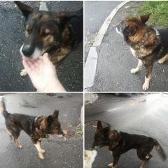 Подробнее об объявлении «Найдена собака кобель улица машинная кобель Екатеринбург» Фото: найдена собака  «Найдена собака кобель улица машинная кобель...» в г. Екатеринбург
