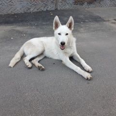 Подробнее об объявлении «Найдена собака кобель Иркутск» Фото: найдена собака  «Найдена собака кобель Иркутск» в г. Иркутск