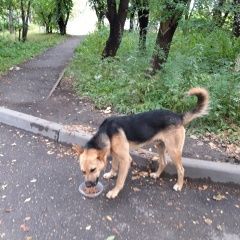 Подробнее об объявлении «Найдена собака кобель Иркутск» Фото: найдена собака  «Найдена собака кобель Иркутск» в г. Иркутск