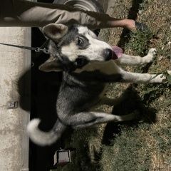 Подробнее об объявлении «Найдена собака хаски, девочка Таганрог» Фото: найдена собака  «Найдена собака хаски, девочка Таганрог» в г. Таганрог