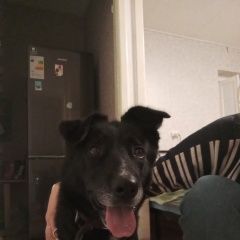 Подробнее об объявлении «Найдена собака Екатеринбург» Фото: найдена собака  «Найдена собака Екатеринбург» в г. Екатеринбург