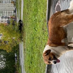 Подробнее об объявлении «Найдена собака кобель Челябинск» Фото: найдена собака  «Найдена собака кобель Челябинск» в г. Челябинск