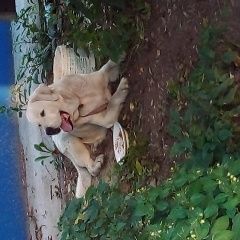 Подробнее об объявлении «Найдена собака Нижний Новгород» Фото: найдена собака Лабрадор ретривер «Найдена собака Нижний Новгород» в г. Нижний Новгород