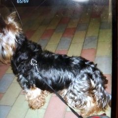 Подробнее об объявлении «Найдена собака кобель Калининград (Кенигсберг)» Фото: найдена собака Йоркширский терьер «Найдена собака кобель Калининград (Кенигсберг)» в г. Калининград (Кенигсберг)