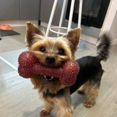 Подробнее об объявлении «Найдена собака йорк рязанский район Москва» Фото: найдена собака Йоркширский терьер «Найдена собака йорк рязанский район Москва» в г. Москва