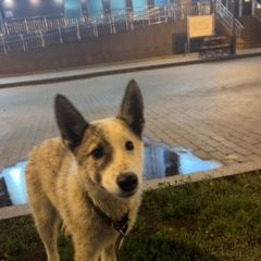 Подробнее об объявлении «Найдена собака кобель около нефтяника Тюмень» Фото: найдена собака  «Найдена собака кобель около нефтяника Тюмень» в г. Тюмень