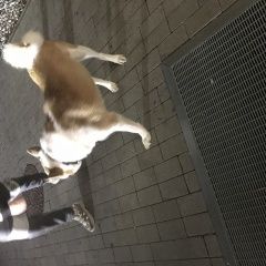 Подробнее об объявлении «Найдена собака лайка или помесь Калининград (Кенигсберг)» Фото: найдена собака  «Найдена собака лайка или помесь Калининград...» в г. Калининград (Кенигсберг)