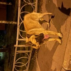 Подробнее об объявлении «Найдена собака кобель Москва» Фото: найдена собака  «Найдена собака кобель Москва» в г. Москва