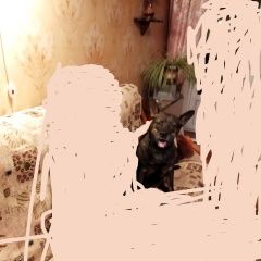 Подробнее об объявлении «Найдена собака Мытищи» Фото: найдена собака Французский бульдог «Найдена собака Мытищи» в г. Мытищи