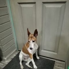 Подробнее об объявлении «Найдена собака. Троицк» Фото: найдена собака  «Найдена собака. Троицк» в г. Троицк