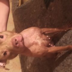 Подробнее об объявлении «Найдена собака питбуль или прайтер девочка Москва» Фото: найдена собака Американский стаффордширский терьер «Найдена собака питбуль или прайтер девочка Москва» в г. Москва