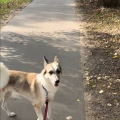 Подробнее об объявлении «Найдена собака ищем прежнего хозяина Москва» Фото: найдена собака Западно-сибирская лайка «Найдена собака ищем прежнего хозяина Москва» в г. Москва