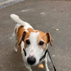 Подробнее об объявлении «Найдена собака кобель джек рассел Реутов» Фото: найдена собака Джек рассел терьер «Найдена собака кобель джек рассел Реутов» в г. Реутов