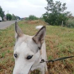 Картинка найдена собака В городе Краснодар обнаружился кобелек. Краснодар