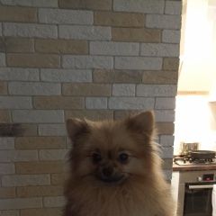 Подробнее об объявлении «Найдена собака кобель шпиц Ростов-на-Дону» Фото: найдена собака Немецкий шпиц «Найдена собака кобель шпиц Ростов-на-Дону» в г. Ростов-на-Дону