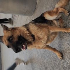 Подробнее об объявлении «Найдена собака кобель Люберцы» Фото: найдена собака Немецкая овчарка «Найдена собака кобель Люберцы» в г. Люберцы