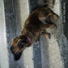 Подробнее об объявлении «Найдена собака Чебоксары» Фото: найдена собака  «Найдена собака Чебоксары» в г. Чебоксары