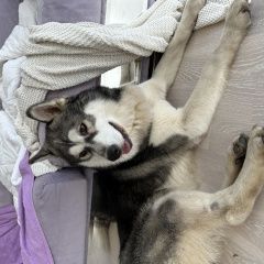 Подробнее об объявлении «Найдена собака кобель хаски или маламут Москва» Фото: найдена собака  «Найдена собака кобель хаски или маламут Москва» в г. Москва