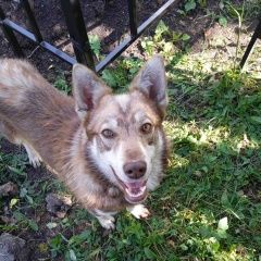 Подробнее об объявлении «Найдена собака кобель Пенза» Фото: найдена собака  «Найдена собака кобель Пенза» в г. Пенза