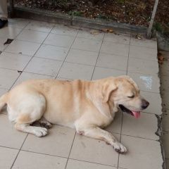 Подробнее об объявлении «Найдена собака лабрадор светлый Адлер» Фото: найдена собака Лабрадор ретривер «Найдена собака лабрадор светлый Адлер» в г. Адлер