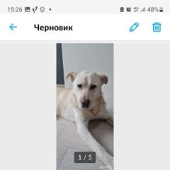 Подробнее об объявлении «Найдена собака кобель Москва» Фото: найдена собака  «Найдена собака кобель Москва» в г. Москва