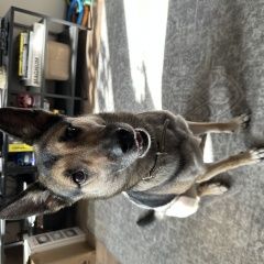 Подробнее об объявлении «Найдена собака Москва» Фото: найдена собака  «Найдена собака Москва» в г. Москва